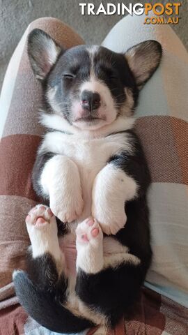 Cardigan Corgi