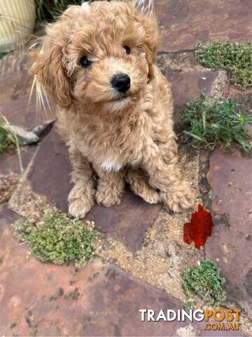 Bichon x Toy poodle Puppies