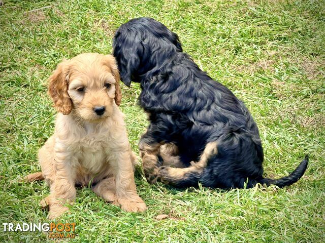 Beautiful Golden & Black Spoodle Puppies – Para Hills, Adelaide