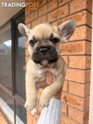 French Bulldog Puppies – 2 Beautiful Boys – Ready Now