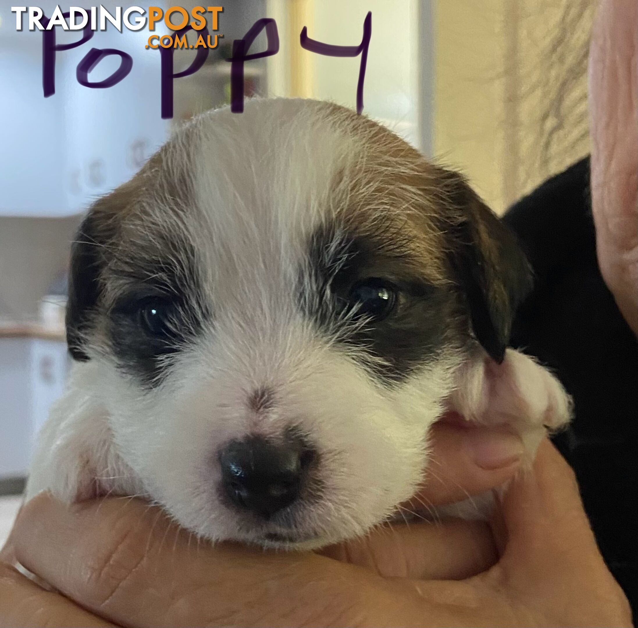 For sale Jack Russell puppies