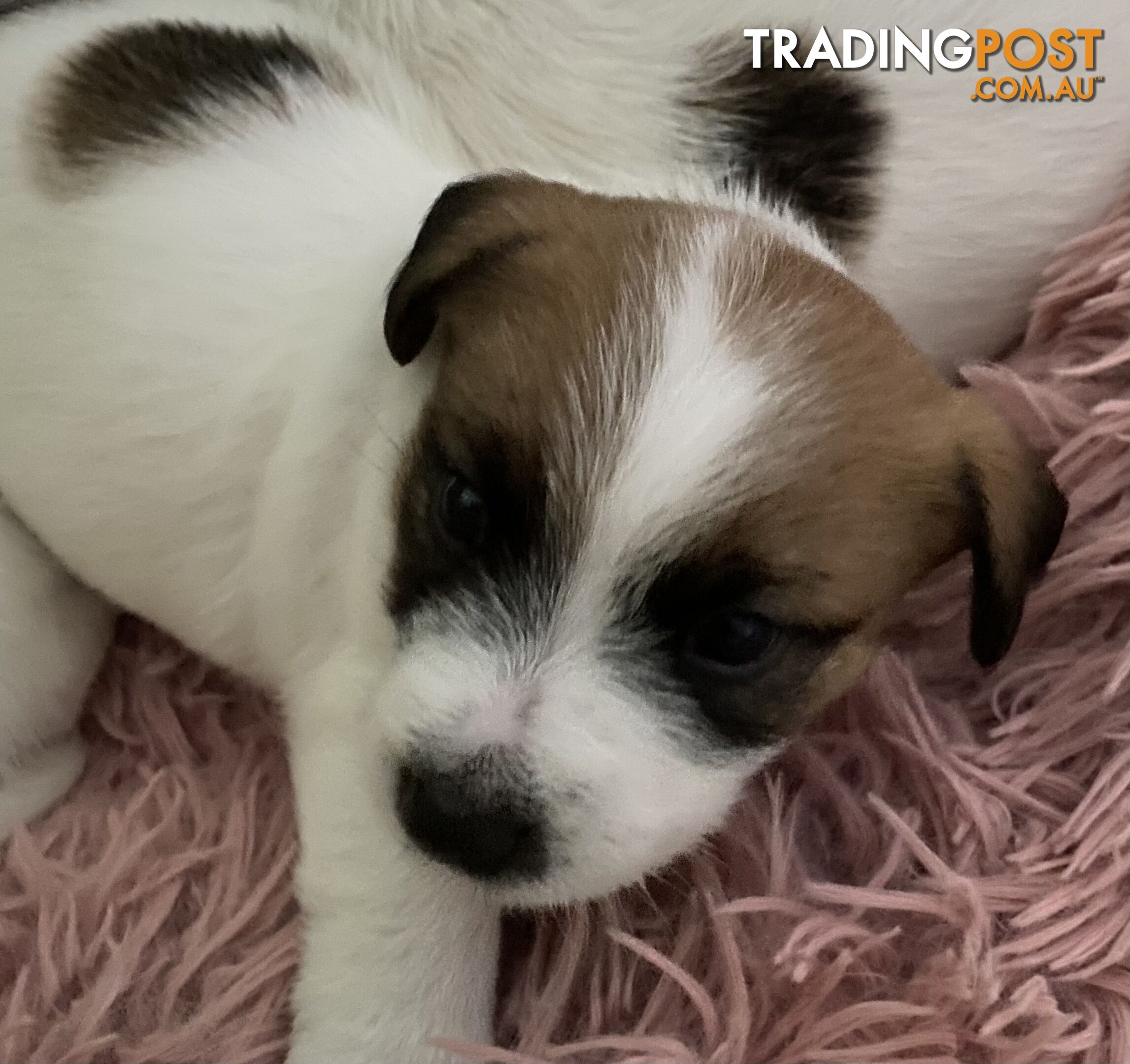 For sale Jack Russell puppies
