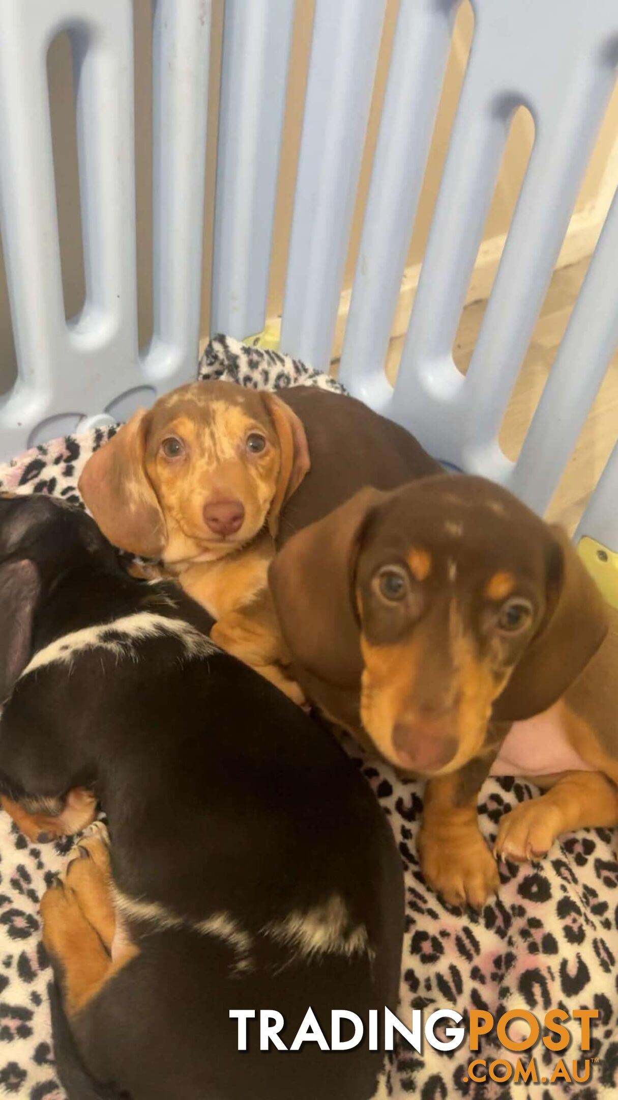 READY NOW!! Beautiful Dachshund puppies