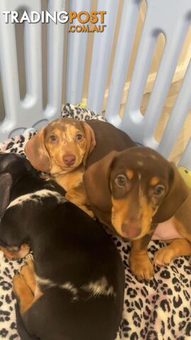 READY NOW!! Beautiful Dachshund puppies