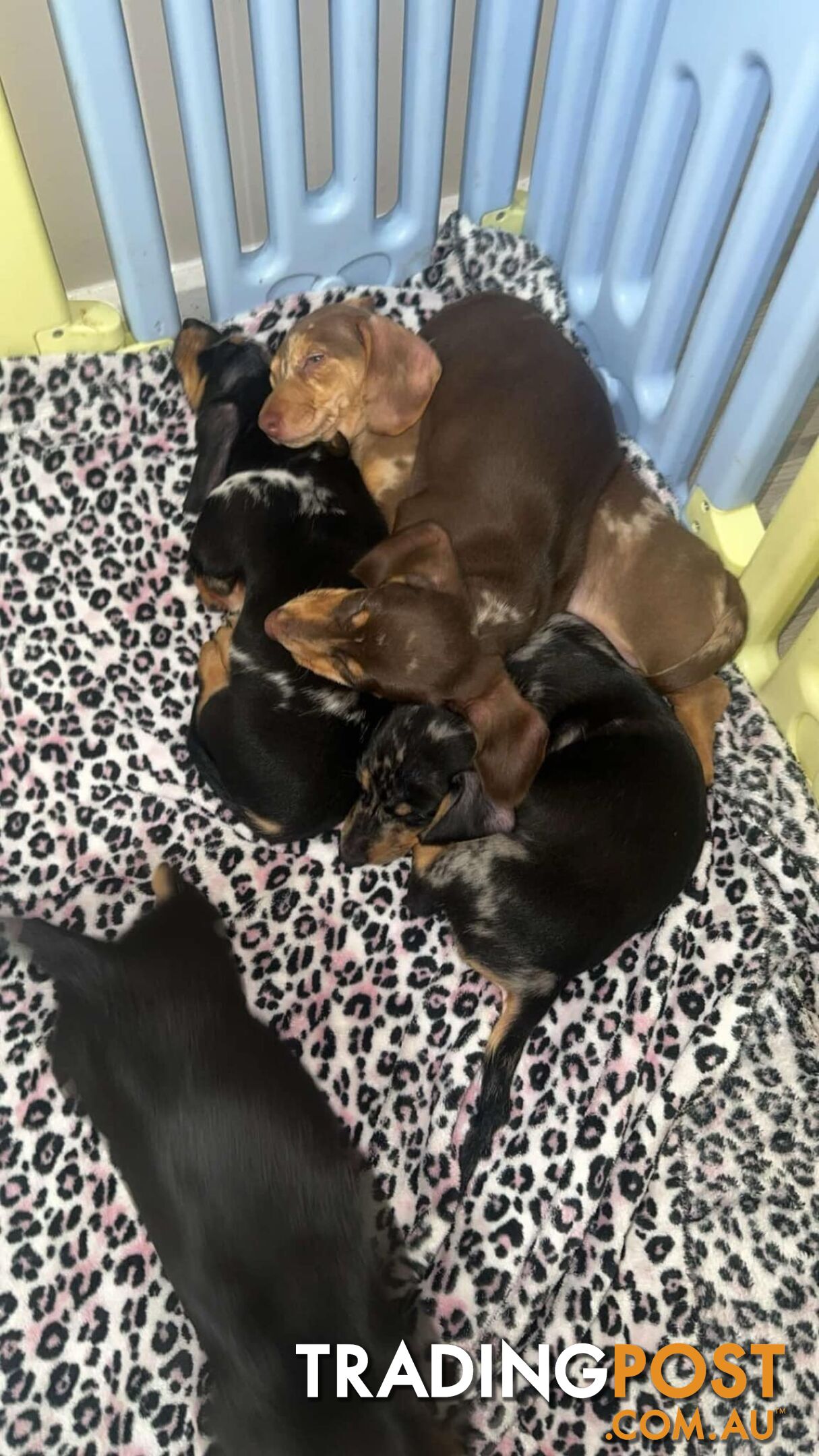 READY NOW!! Beautiful Dachshund puppies