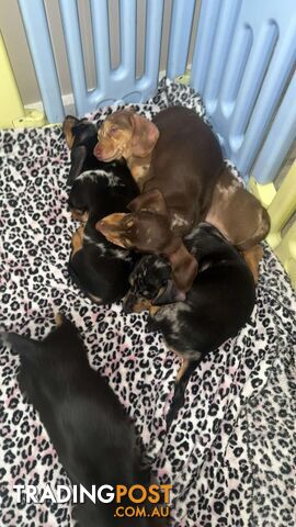 READY NOW!! Beautiful Dachshund puppies