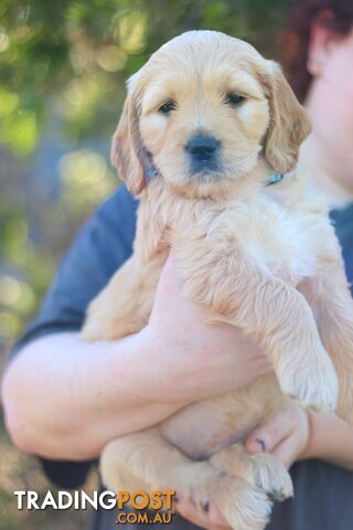 Golden retriever cross groodle puppies for sale - photo 5 of 6