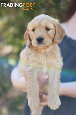 Golden retriever cross groodle puppies for sale - photo 3 of 6