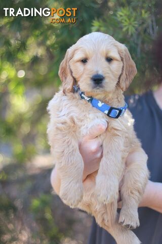 Golden retriever cross groodle puppies for sale