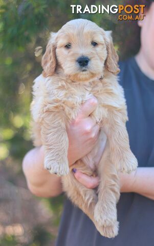 Golden retriever cross groodle puppies for sale - photo 4 of 6