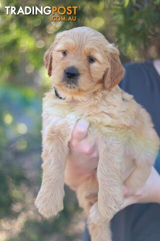Golden retriever cross groodle puppies for sale - photo 2 of 6