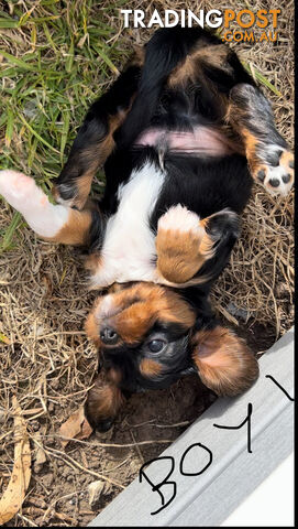 Cavalier King Charles Puppies READY TO GO