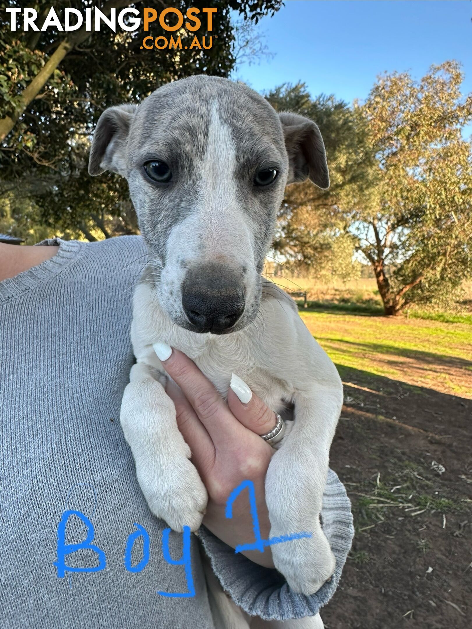 Whippet Pups