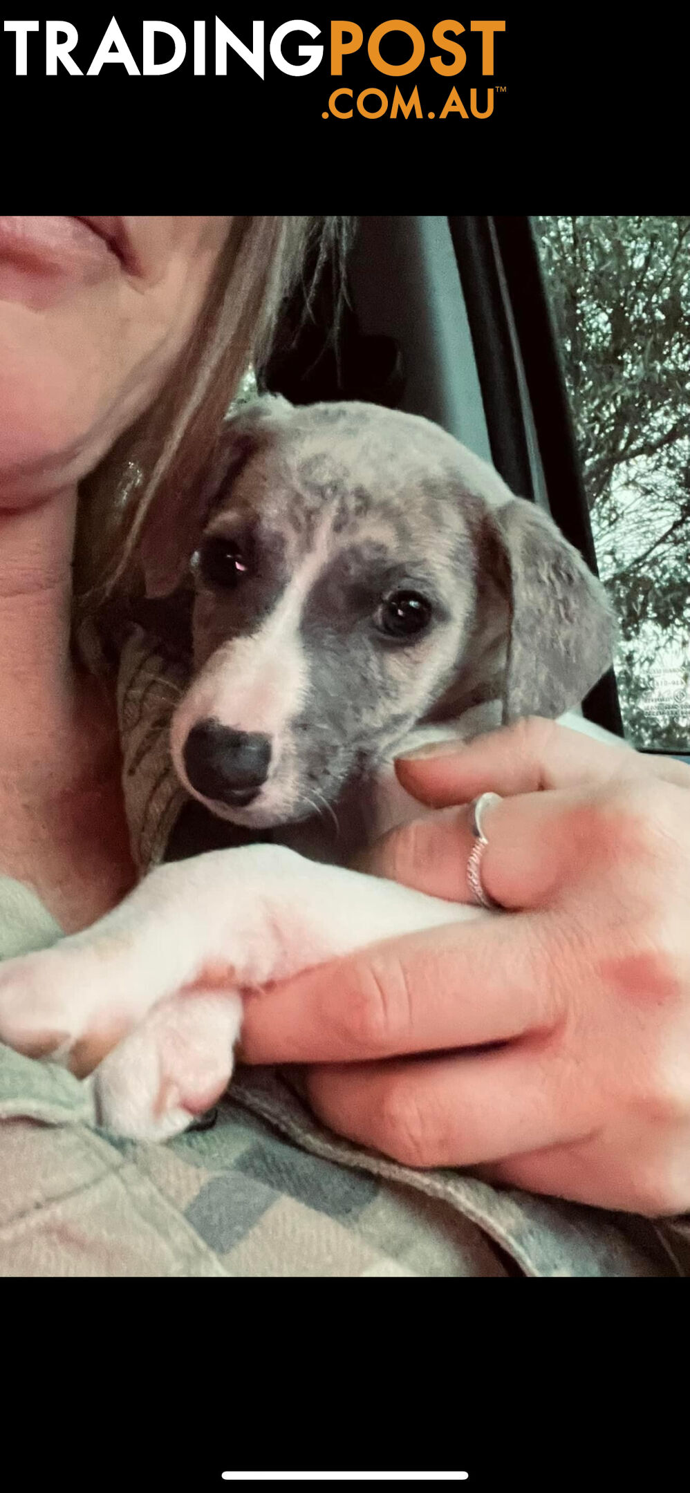 Whippet Pups