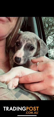 Whippet Pups