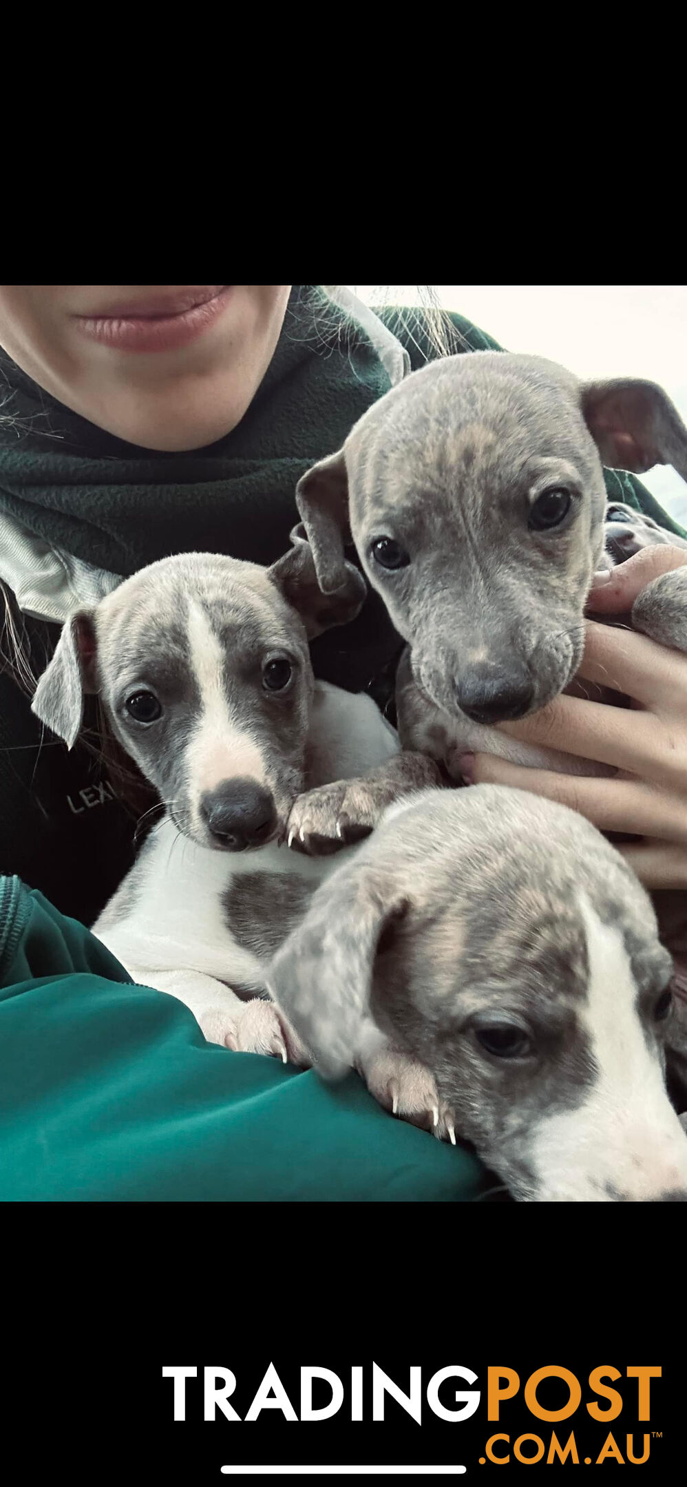 Whippet Pups