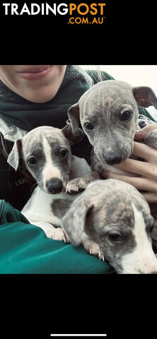 Whippet Pups