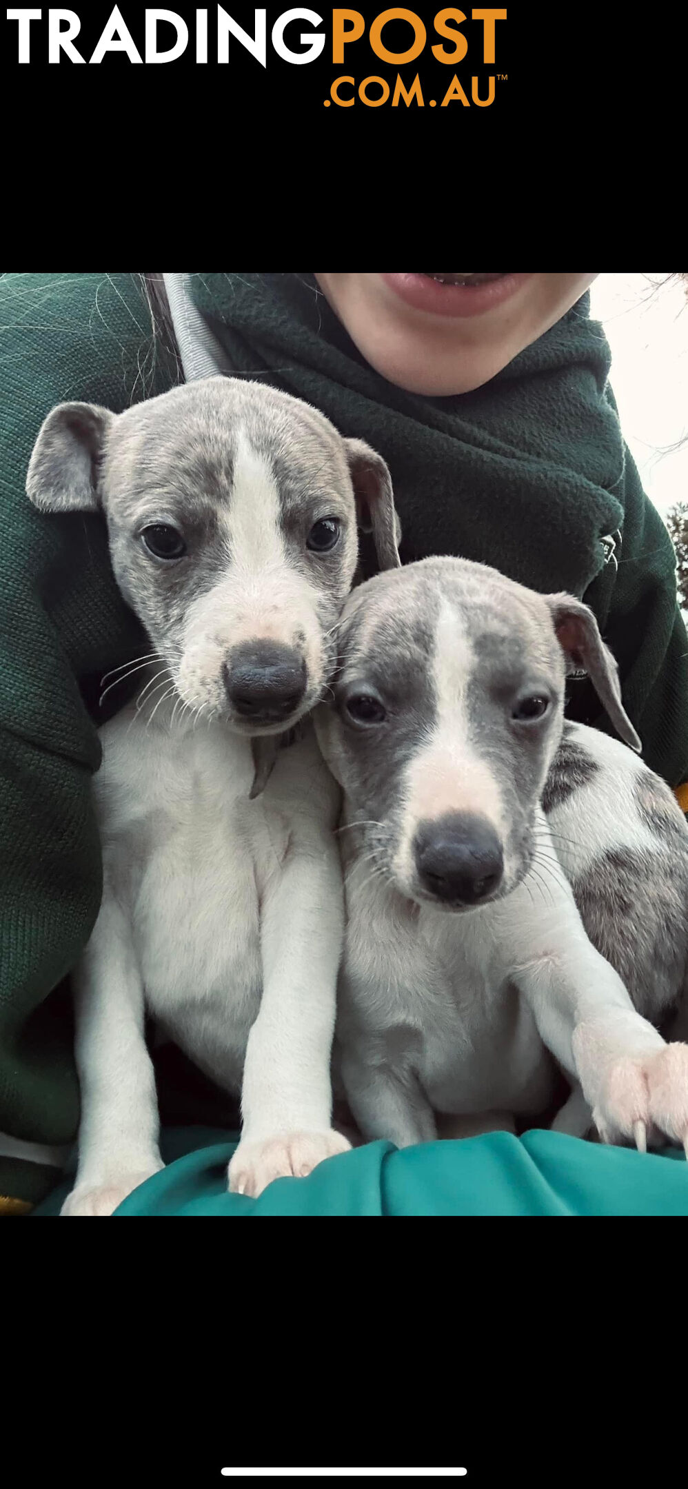 Whippet Pups