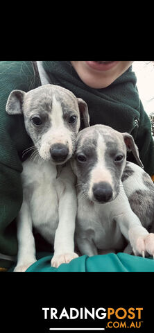 Whippet Pups