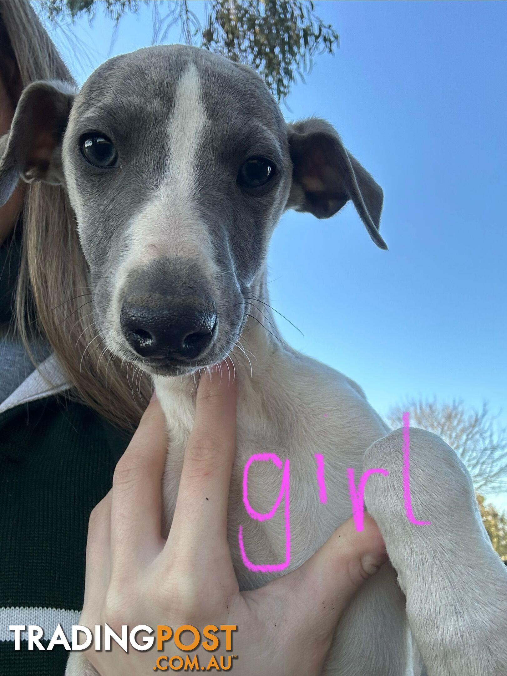 Whippet Pups