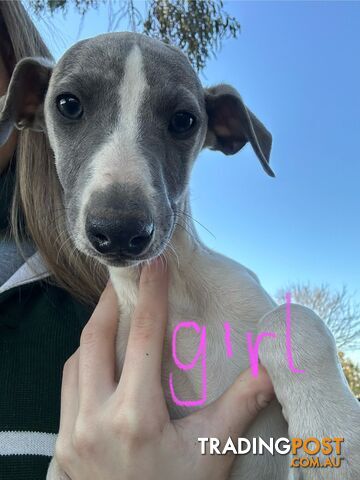 Whippet Pups