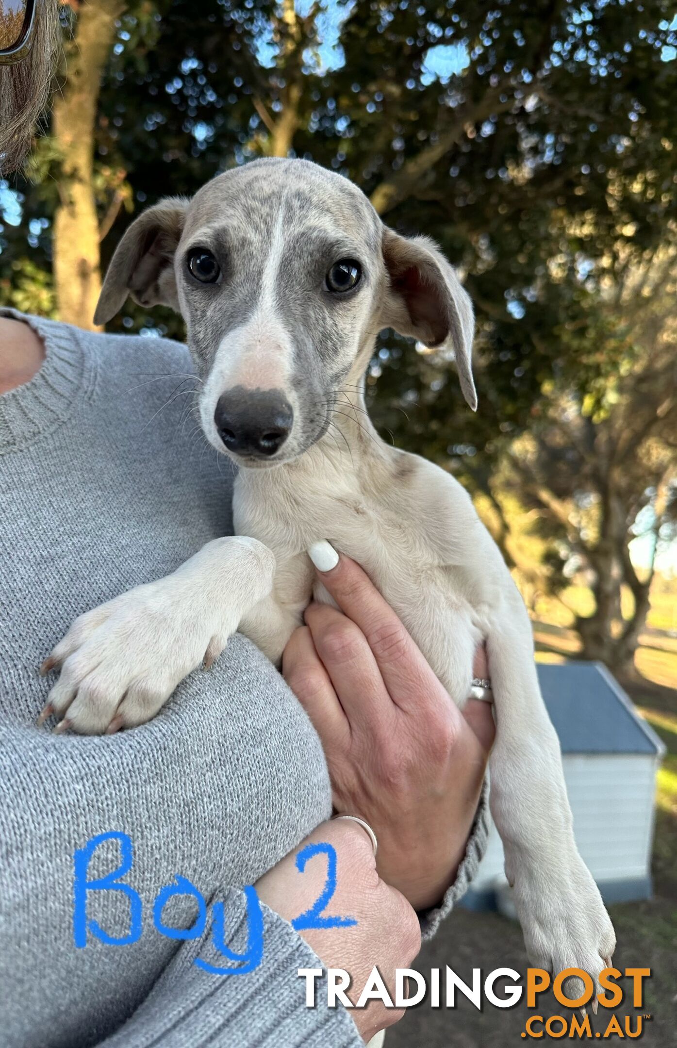 Whippet Pups