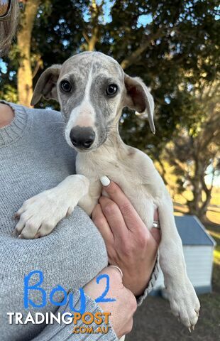 Whippet Pups