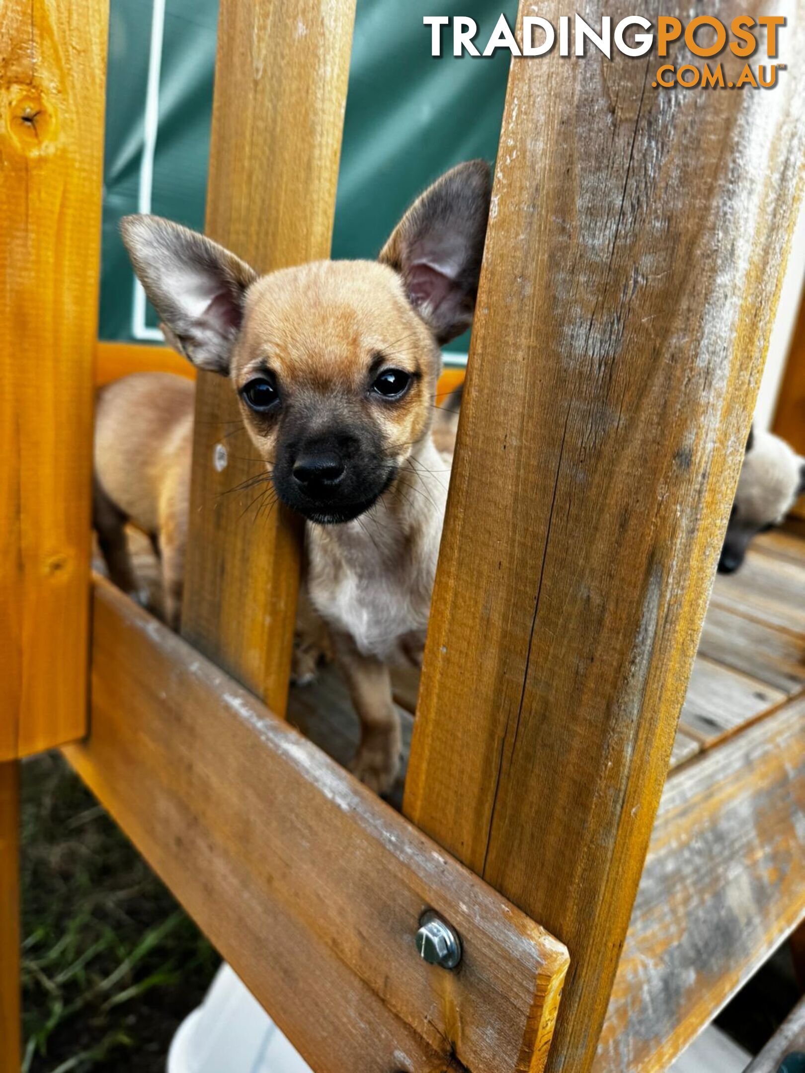 Chihuahua x Foxy