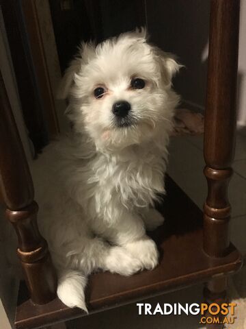 Beautiful Maltese X Shih Tzu Female puppy