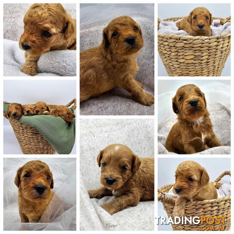 F1B Toy Cavoodles - Sooo Precious (2x Girls & 2x Boys)