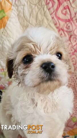 Cavoodles