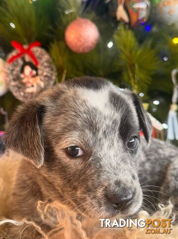 Blue Heeler Pups