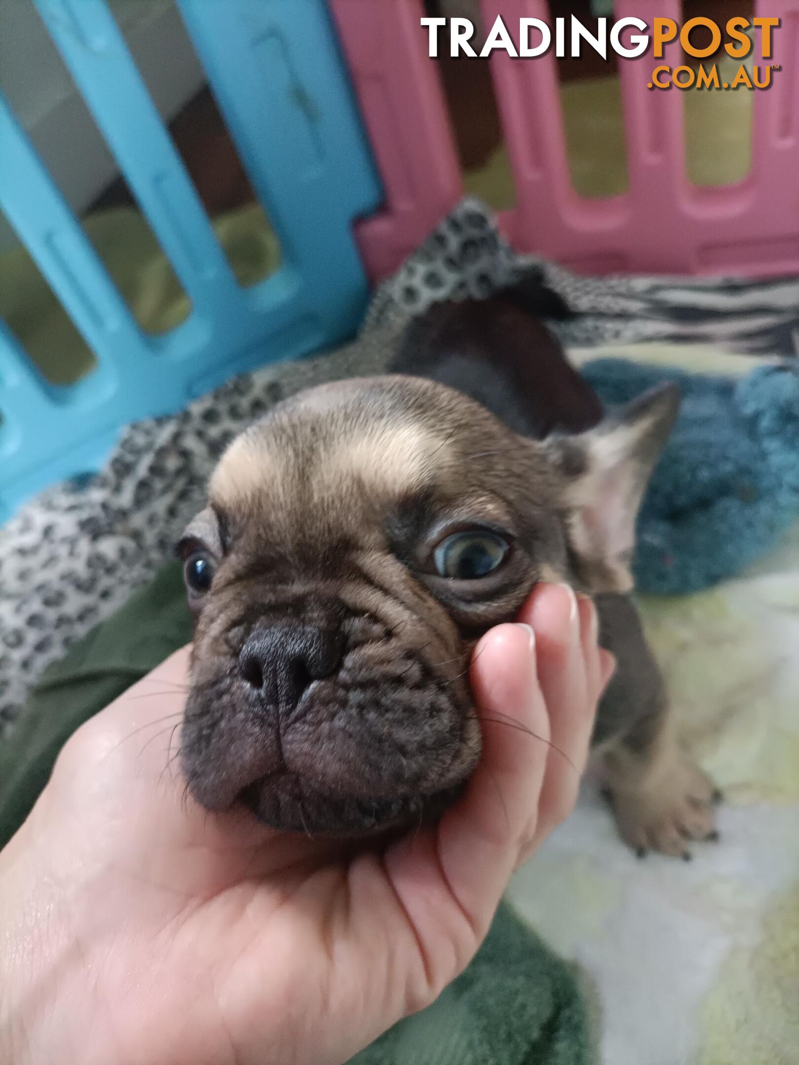 FRENCH BULLDOG PUPPIES