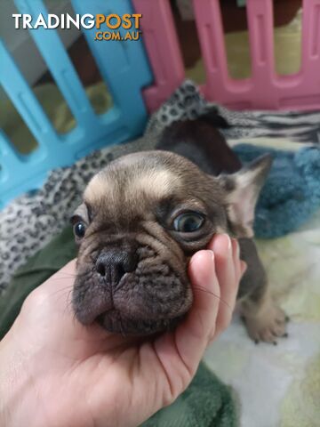 FRENCH BULLDOG PUPPIES