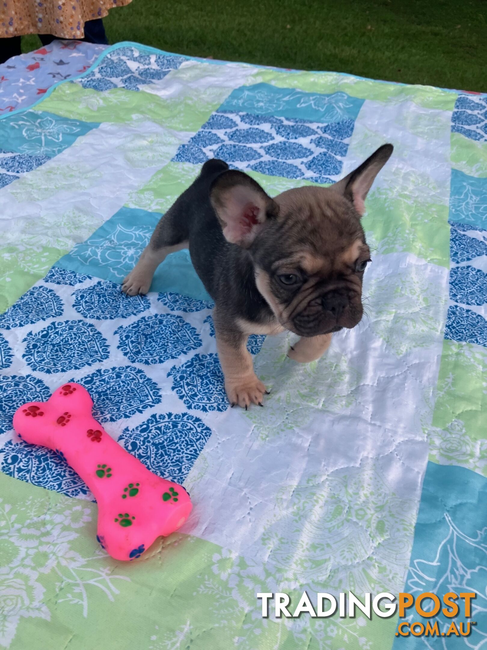 FRENCH BULLDOG PUPPIES