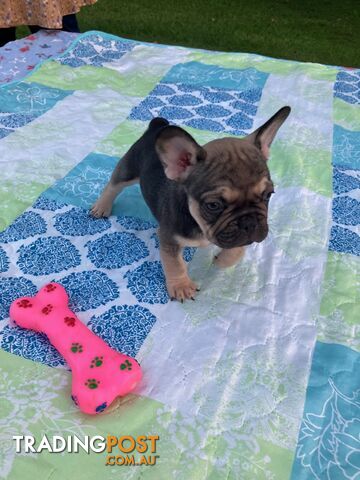 FRENCH BULLDOG PUPPIES