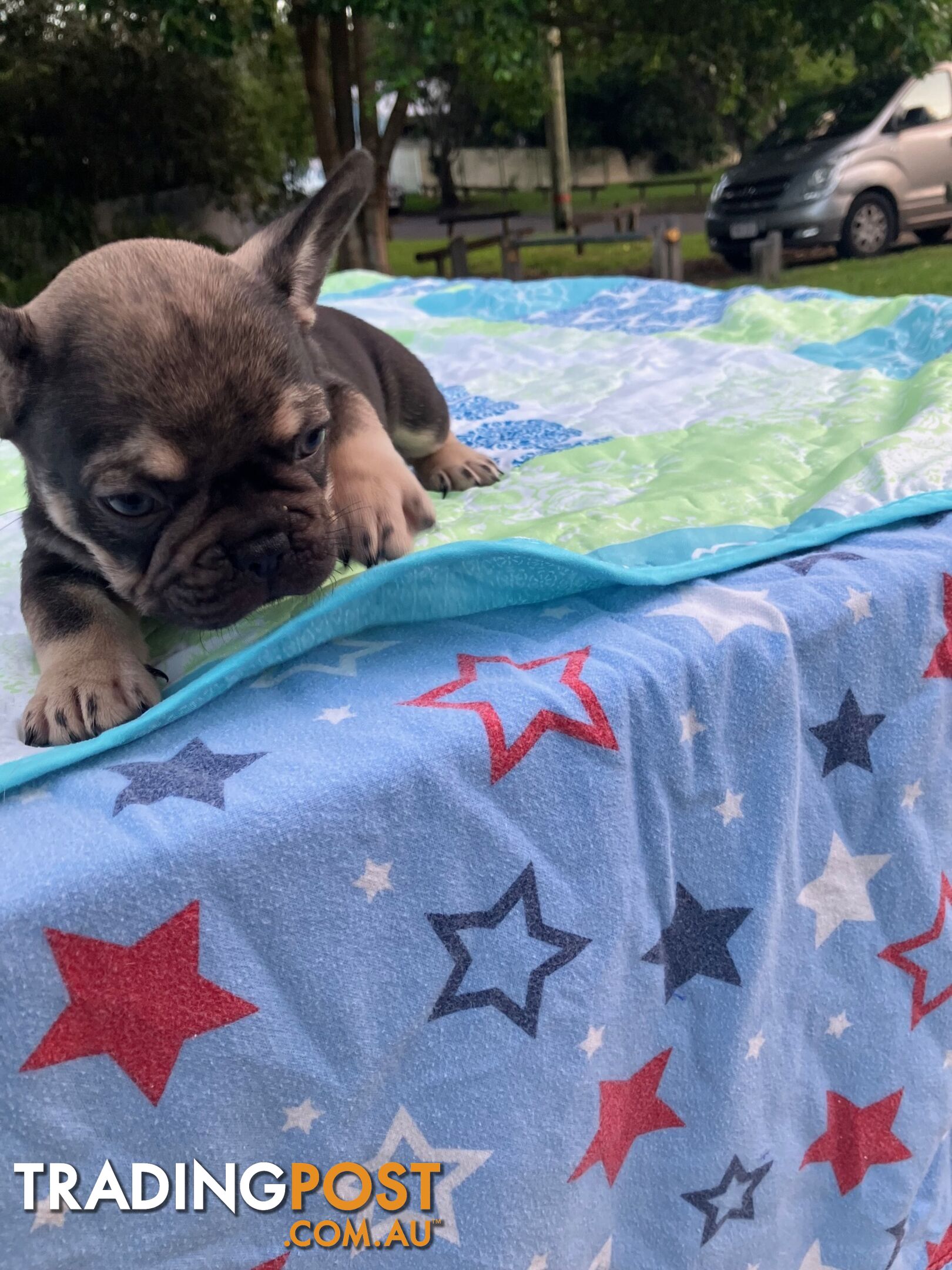 FRENCH BULLDOG PUPPIES