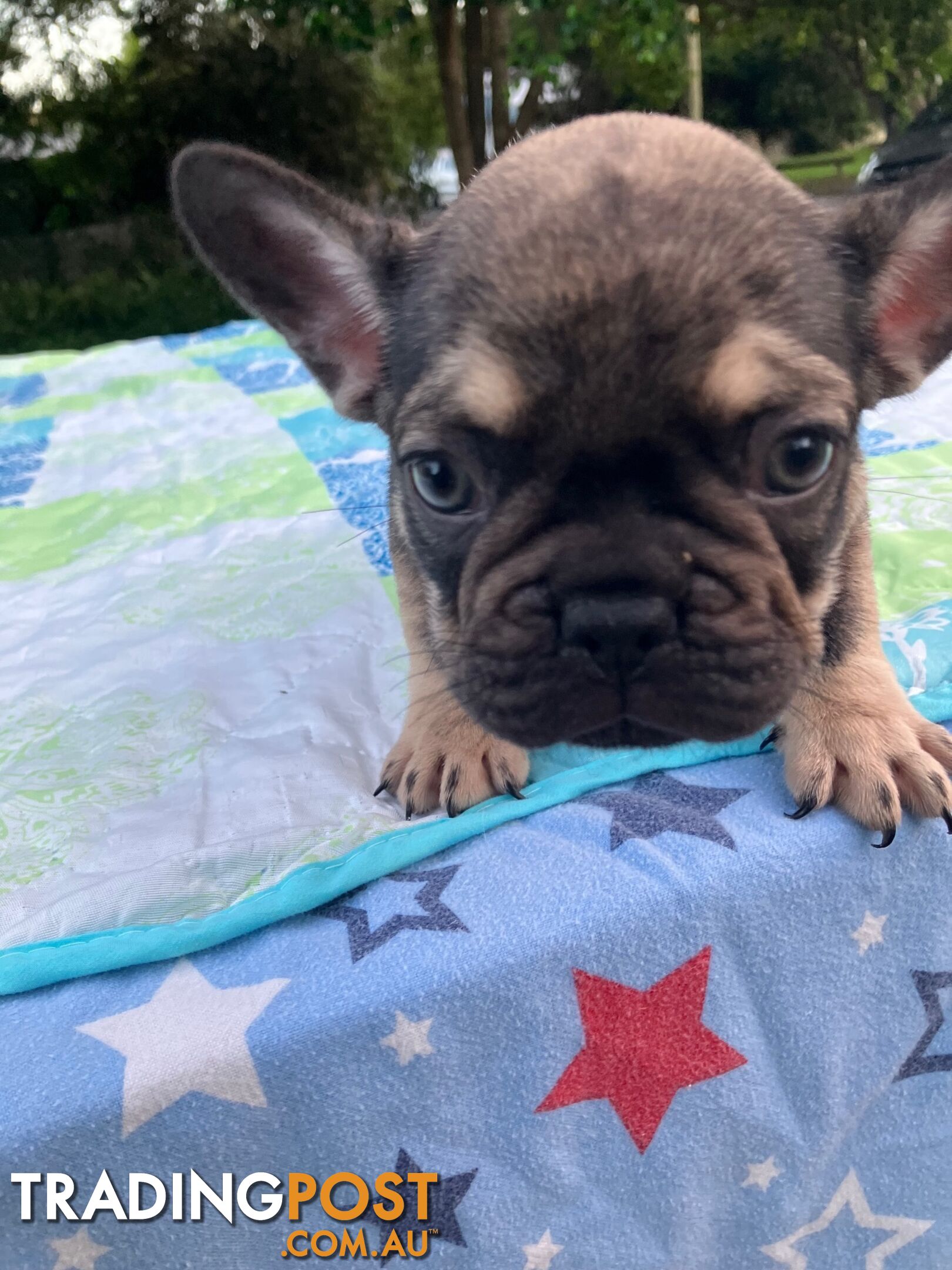 FRENCH BULLDOG PUPPIES