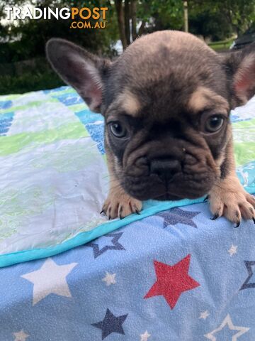 FRENCH BULLDOG PUPPIES