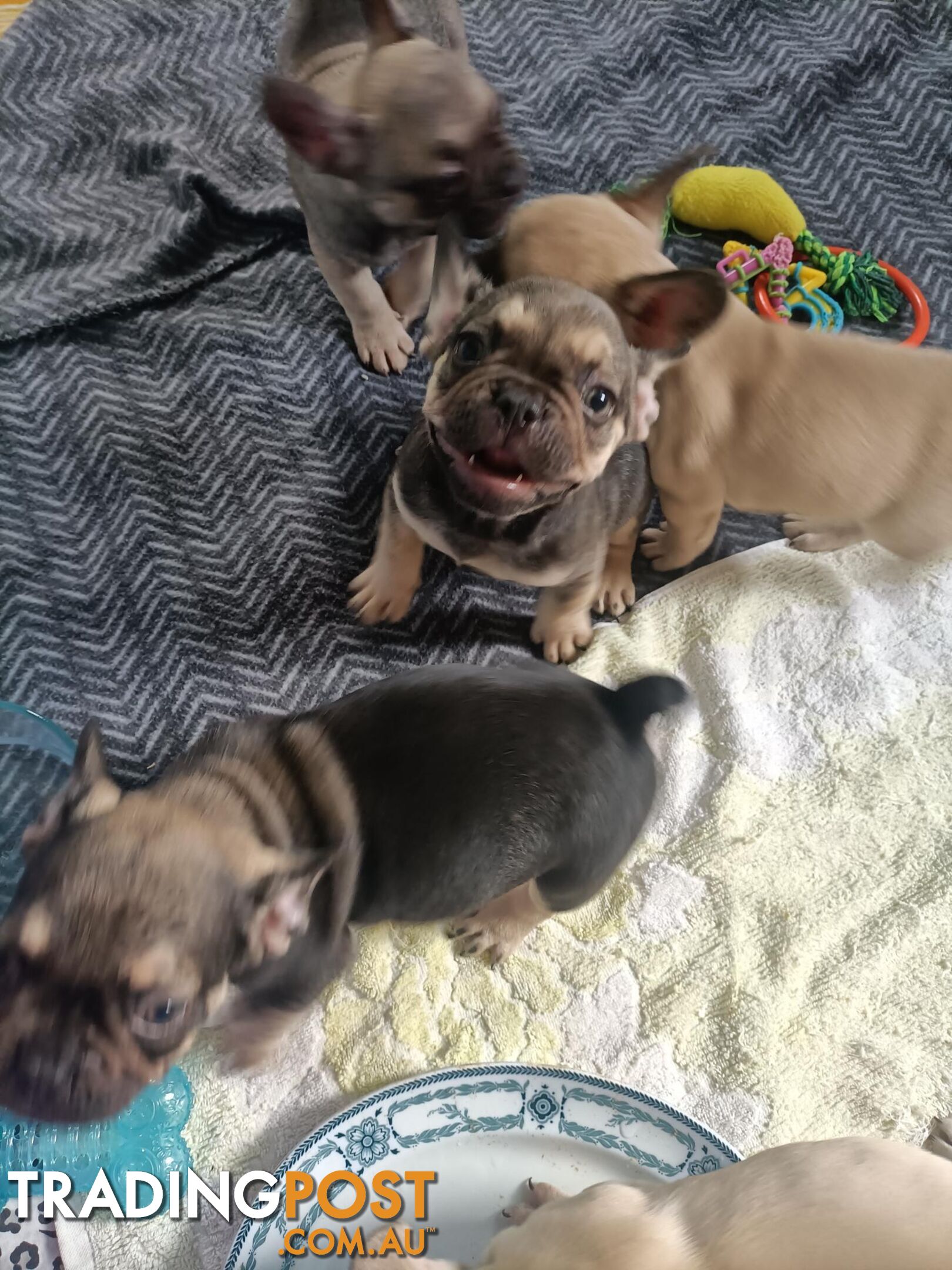 FRENCH BULLDOG PUPPIES