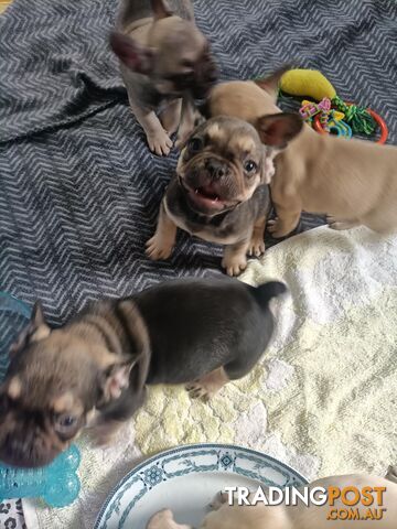 FRENCH BULLDOG PUPPIES