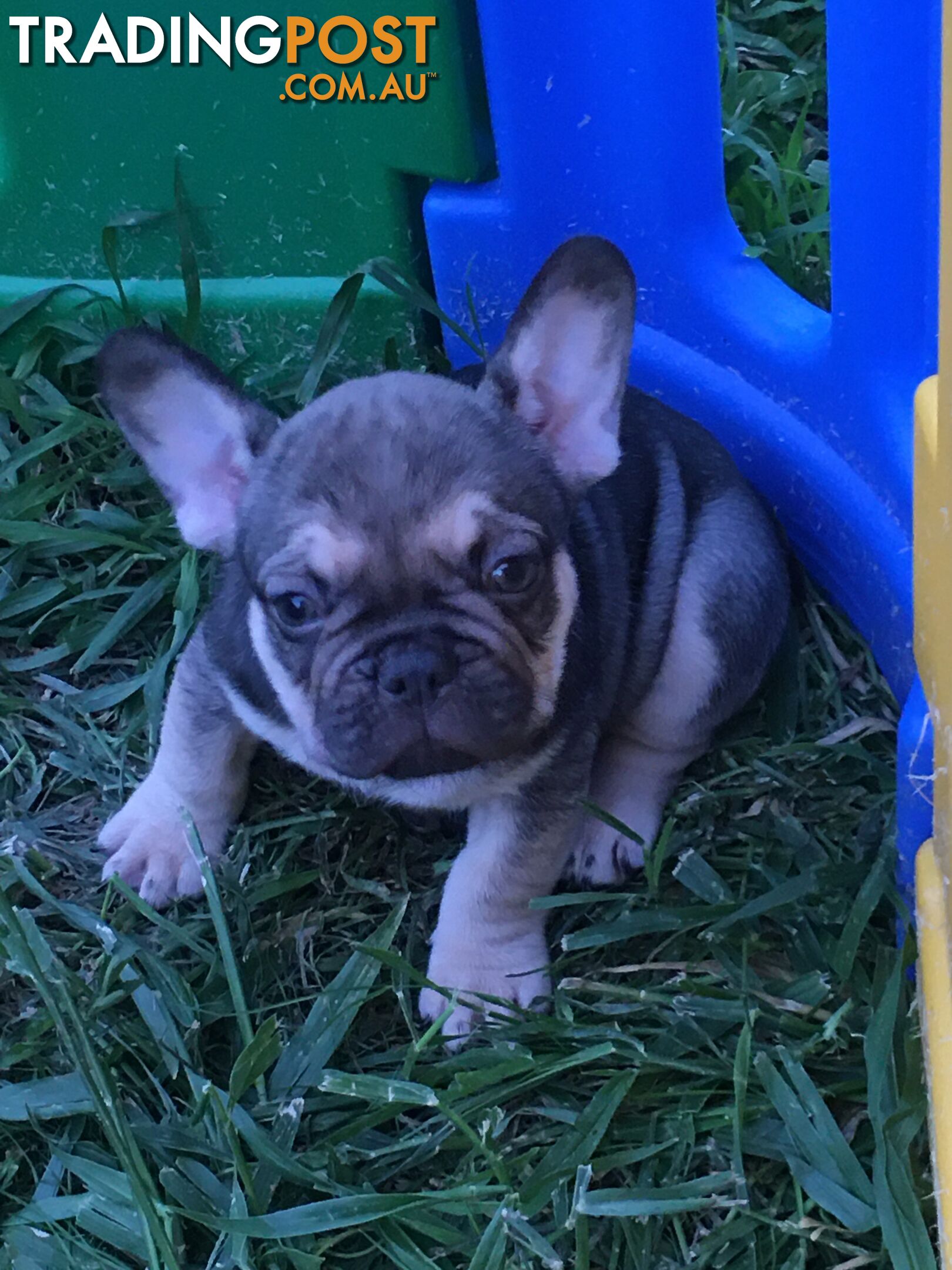 FRENCH BULLDOG PUPPIES