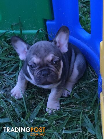 FRENCH BULLDOG PUPPIES