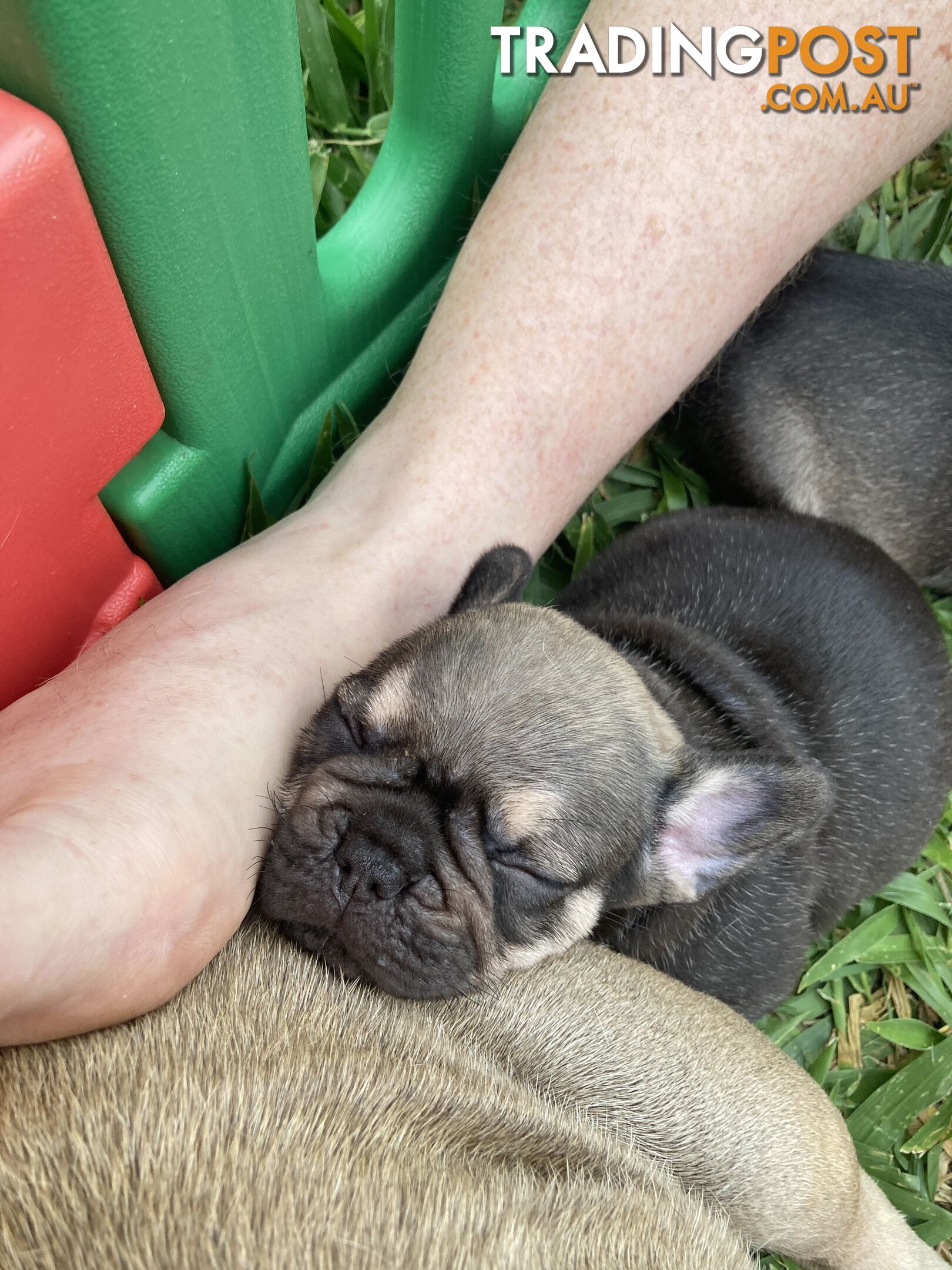 FRENCH BULLDOG PUPPIES