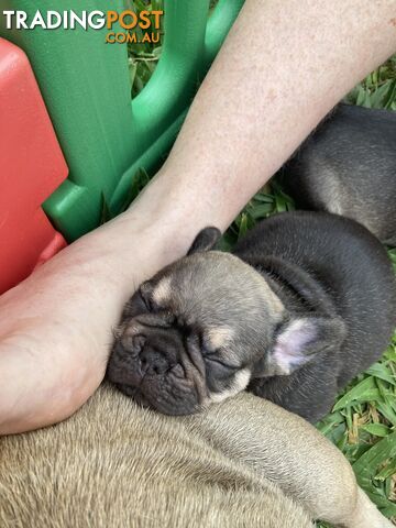 FRENCH BULLDOG PUPPIES