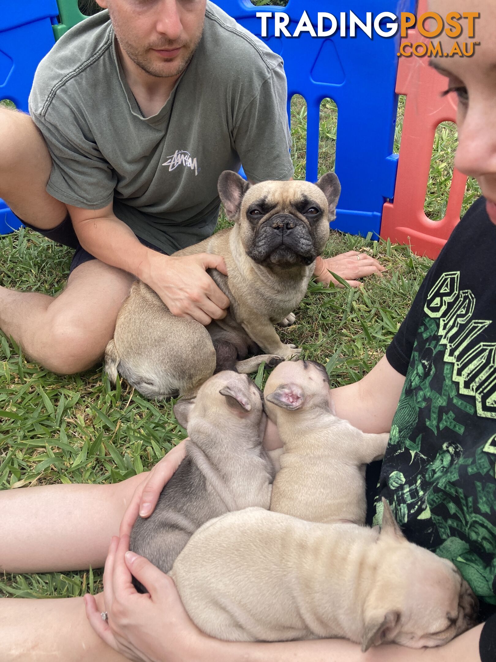 FRENCH BULLDOG PUPPIES