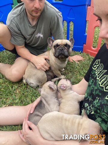 FRENCH BULLDOG PUPPIES