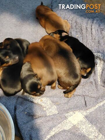 Pure bred Australian Terrier puppies for sale