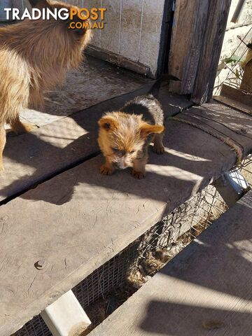 Pure bred Australian Terrier puppies for sale - photo 2 of 4