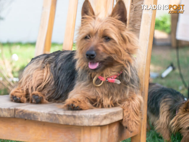 Pure bred Australian Terrier puppies for sale - photo 4 of 4